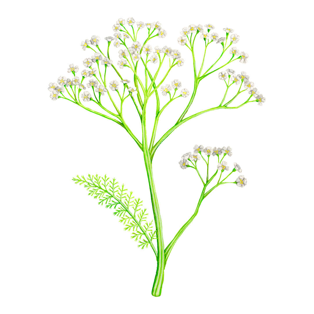 Yarrow Plant