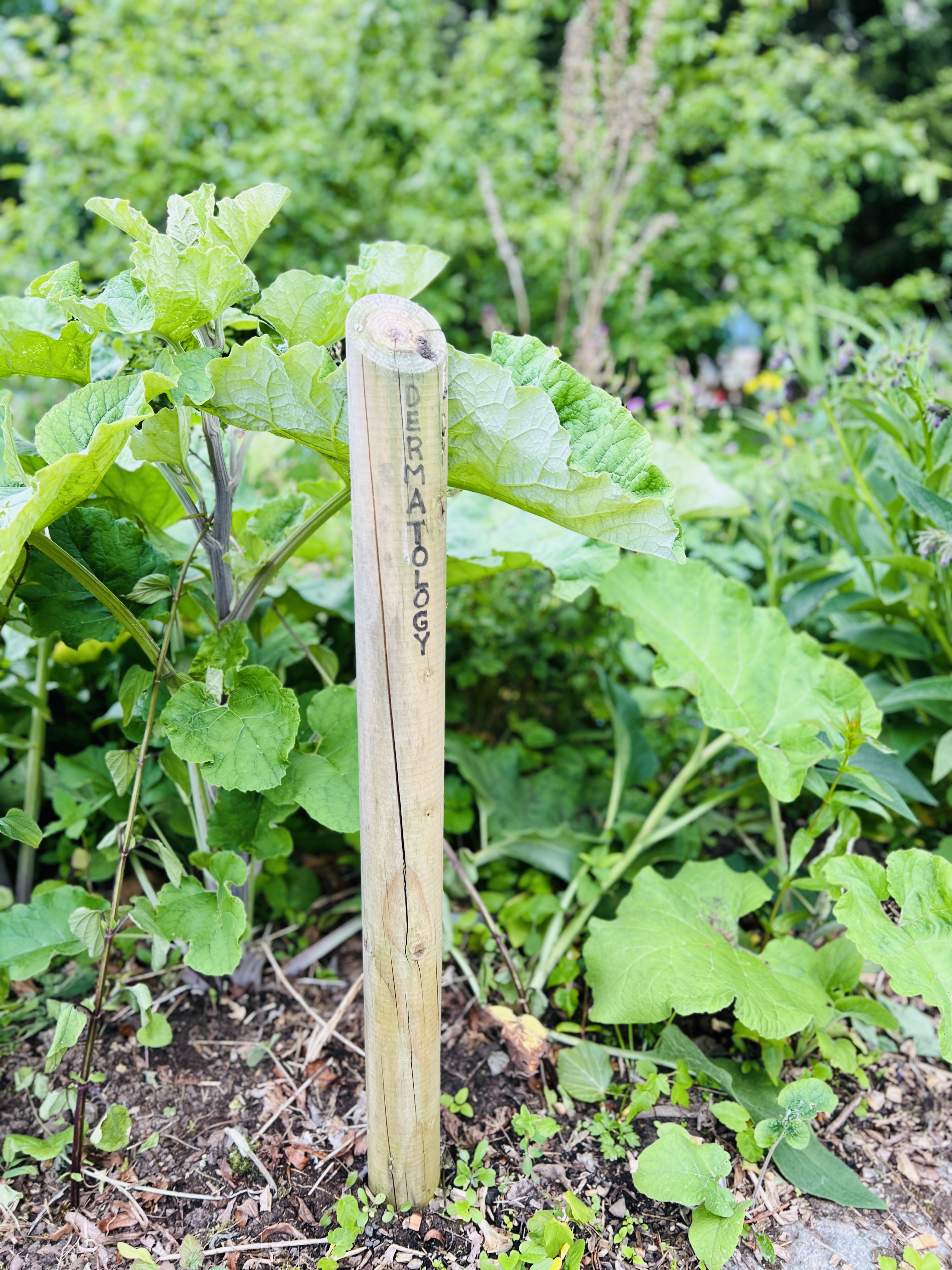 Dermatology Ward Garden